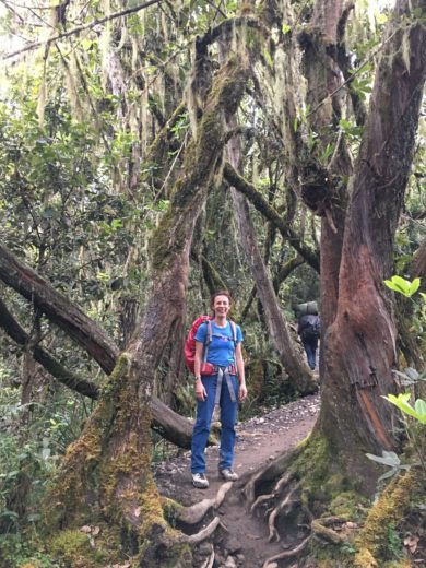 rainforest mount kilimanjaro